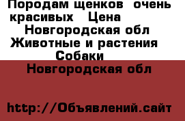 Породам щенков  очень красивых › Цена ­ 7 000 - Новгородская обл. Животные и растения » Собаки   . Новгородская обл.